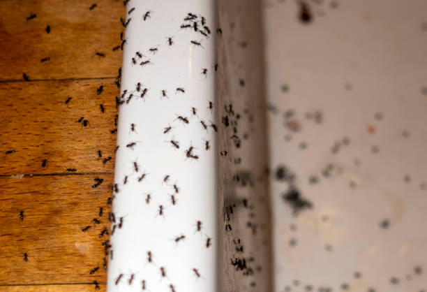 Flea Control Services in Lancaster, WI